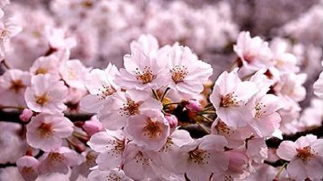 日本东京+箱根+京都+大阪6日5晚跟团游(4钻)·赏樱